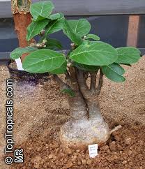 Image result for Fockea angustifolia