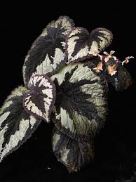 Image result for Begonia meyeri-johannis