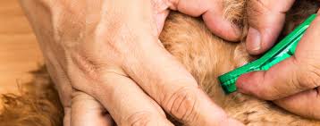 Image result for what do lice look like in dog fur