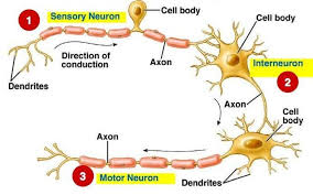 Nervous System Diagram Function Diseases Studiousguy