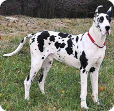 Great dane rescue great dane puppy huge dogs giant dogs worlds largest dog black lab puppies dane puppies dog grooming business yorkshire terrier puppies. Raleigh Nc Great Dane Meet Thor A Pet For Adoption