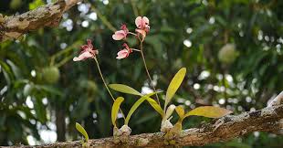 Image result for Eulophia livingstoneana