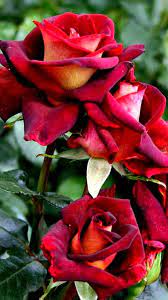 Beautiful Rose Flowers Hybrid Tea Roses Beautiful Flowers