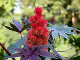 Image result for Tannodia swynnertonii