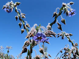 Image result for Trichodesma