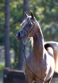 Caea order dari kahatex : Cw Princess Exxalta Ted Carson Arabians