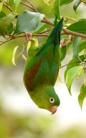 Canary winged parakeet sounds the alarm! Orange Chinned Parakeet Brotogeris Jugularis Parrot Encyclopedia