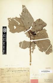 Image result for Agelanthus tanganyikae