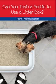 Pin On Dogs