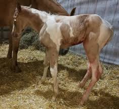 Maybe you would like to learn more about one of these? Raventree Ranch Paint Horse Zucht Home Of Dk Dancing Boys Jax Aktuelles