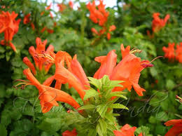 Image result for Tecoma capensis