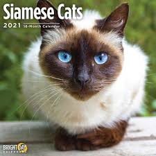 Siamese Cats 2021 Calendar 2021 Siamese Cat Calendar The Siamese Cat Is Native To Thailand Which Was Formerly Known In 2020 Cat Calendar Siamese Cats Kittens Cutest