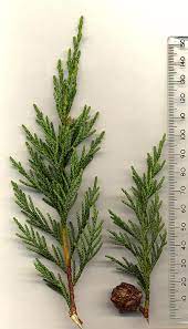 Height can vary greatly (without trimming), depending on the variety and the conditions in which you grow them. Leyland Cypress Wikiwand