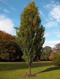 Fagus Sylvatica Dawyck Gold Photos Low Maintenance Tree Tree Beech Tree