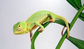 Jul 17, 2021 · maintaining a chart is a great method of keeping track of the things you are supposed to do to take care of your chameleon. Baby Chameleon 7 Care Tips Facts You Need To Know Everything Reptiles