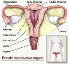 Reproduction can be defined as the process by which an organism continues its species. Describe The Female Reproductive System With Diagram