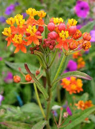 Annie S Annuals Perennials Meet The Milkweeds Asclepias Milkweed Monarch Butterfly Garden