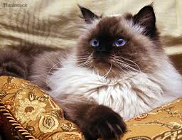 There are only 2 bound movies there were supposed to be three but he producers canceled it cause it ended up being more like dogs go to heaven then homeward bound and also because they got sued cause in the second one when hope picks up sassy the cat said oh hope take it off take it all off and. The Himalayan