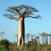 Image result for Bombax rhodognaphalon