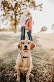 golden retriever puppy couple family dog photos dog photography family dog family pictures