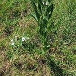 Image result for Astripomoea hyoscyamoides