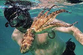The netflix film explores the beautiful. No The Guy Does Not F The Octopus What You Need To Know About The Netflix Documentary My Octopus Teacher Digg