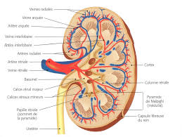 Rein Organes Du Corps Humain Anatomie Humaine Organes Anatomie Corps Humain