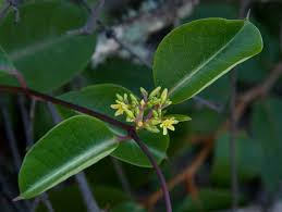 Image result for Cryptolepis cryptolepioides