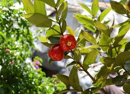 Image result for Syzygium jambos