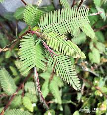 Image result for Aeschynomene cristata