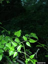 Image result for Jasminum fluminense