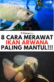 Cara Merawat Ikan Arwana Agar Warna Bagus Ikan Dokter Hewan Hewan Peliharaan