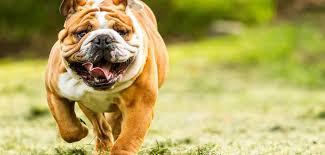 The olde english bulldogge is an american dog breed, recognized by the united kennel club (ukc) in january 2014. Englische Bulldogge Herkunft Namensgebung Und Rasseinfos