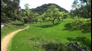 Coyote lake, it turns out, is neither. Download Coyote Lake Mp4 3gp Waploaded Movies Netnaija Fzmovies