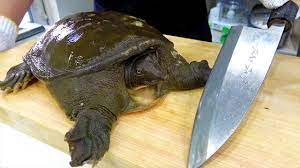 Cooking a Live Soft-shell Turtle - YouTube
