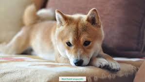 Pour nettoyer votre canapé en tissu, vous utiliserez donc un linge très essoré et vous le sécherez avec une serviette éponge ou quelques minutes de séchoir à cheveux. Nettoyer De L Urine De Chien Sur Un Canape En Tissu Monchoixcanape Info
