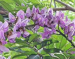 Image result for Millettia grandis