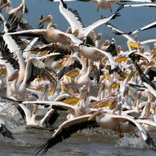 Pelicans sign trey murphy iii to rookie contract. More Than 700 Pelicans Found Dead In Senegal World Heritage Site Wildlife The Guardian
