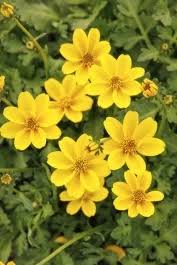 Image result for Bidens baumii