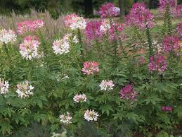 Image result for Cleome bororensis
