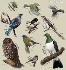 Birds That Start With The Letter T Tips On How To Identify New Zealand S Native Birds Starting With The Garden Bird Survey And Expanding Your What Is A Bird Wildlife Sanctuary Forest Ecosystem
