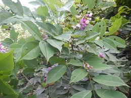 Image result for Millettia