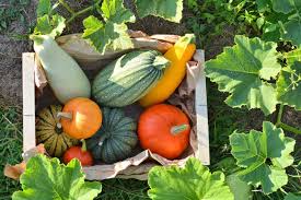 If it's going into a quiche, for example, the texture and color does not matter as much, but if you want to use the use the prepared zucchini within four days after you store it in the fridge. How To Cure And Store Winter Squash