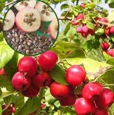 78 gambar sketsa apel merah paling bagus gambar pixabay. Cara Menanam Buah Apel Dari Biji Benih Apple