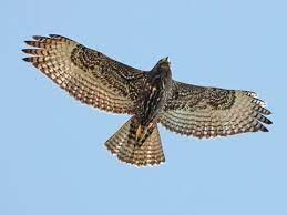 We did not find results for: Red Tailed Hawk Identification All About Birds Cornell Lab Of Ornithology