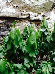 Wilted Leaves On Azalea