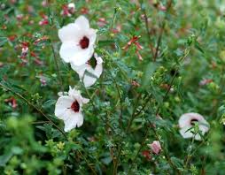 Image result for Pavonia