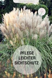 Welche pflanzen eignen sich beispielsweise als winterharte hängepflanzen? Hohe Stauden Und Ziergraser Als Sichtschutz Stauden Sichtschutz Pflanzen Ziergraser
