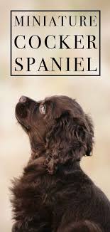Find a english cocker spaniel puppy from reputable breeders near you and nationwide. Miniature Cocker Spaniel Is This Dog Right For You