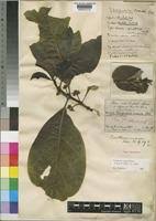 Image result for Multidentia crassa